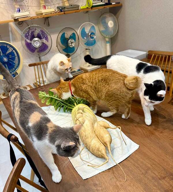 「お隣さんからもらった」　それを見た猫の反応に「笑った」「未知との遭遇」