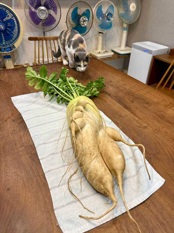 「お隣さんからもらった」　それを見た猫の反応に「笑った」「未知との遭遇」