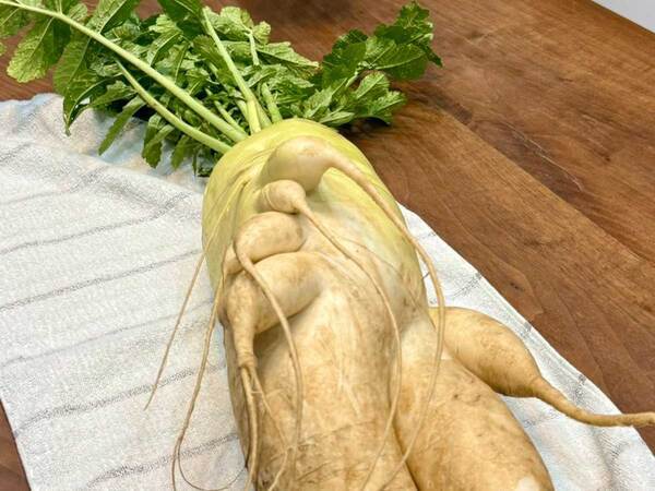 「お隣さんからもらった」　それを見た猫の反応に「笑った」「未知との遭遇」