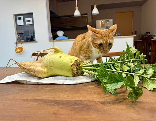 「お隣さんからもらった」　それを見た猫の反応に「笑った」「未知との遭遇」