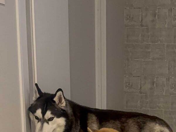 玄関先で話す夫　愛犬たちの様子が？「爆笑した」「表情が最高」