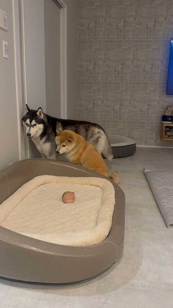 玄関先で話す夫　愛犬たちの様子が？「爆笑した」「表情が最高」