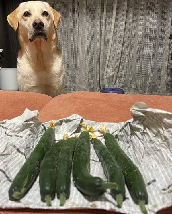 実家から届いたキュウリ　その奥に…「笑った」「完全に理解している」