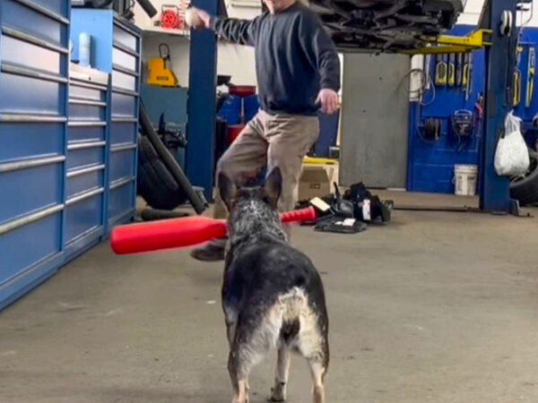 飼い主がボールを投げると？　神ワザに「AIかと思った」「信じられない」