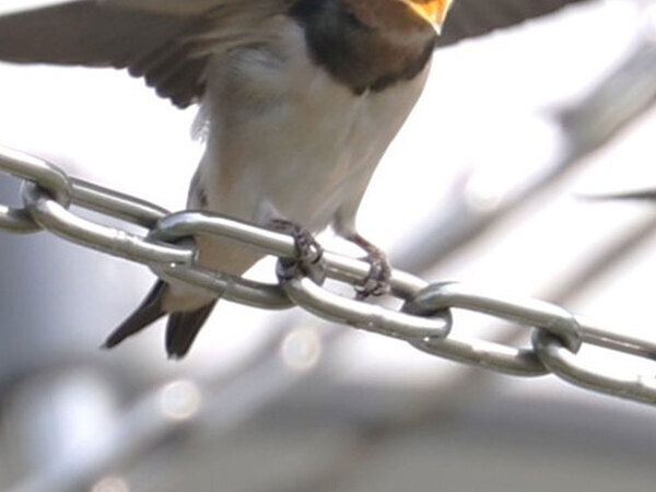 公園でカメラに収めたのは…　１枚に「お茶吹いた」「ポーズが素晴らしい」