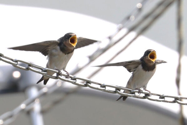 公園でカメラに収めたのは…　１枚に「お茶吹いた」「ポーズが素晴らしい」