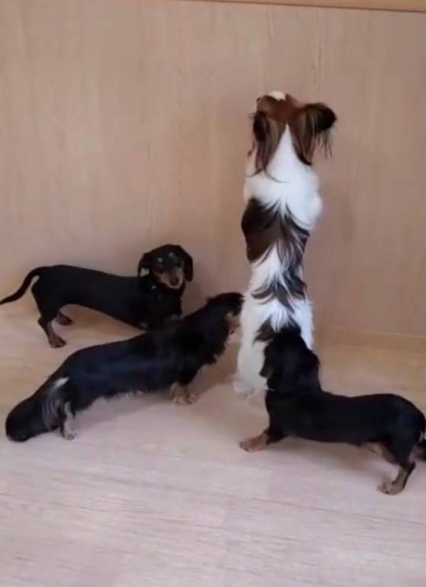 愛犬を『犬の幼稚園』に預けてみたら？　その様子に「笑った」「申し訳ないけど大好き」