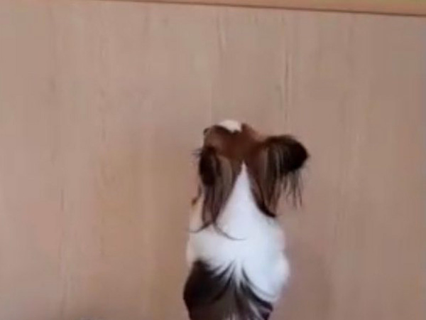 愛犬を『犬の幼稚園』に預けてみたら？　その様子に「笑った」「申し訳ないけど大好き」