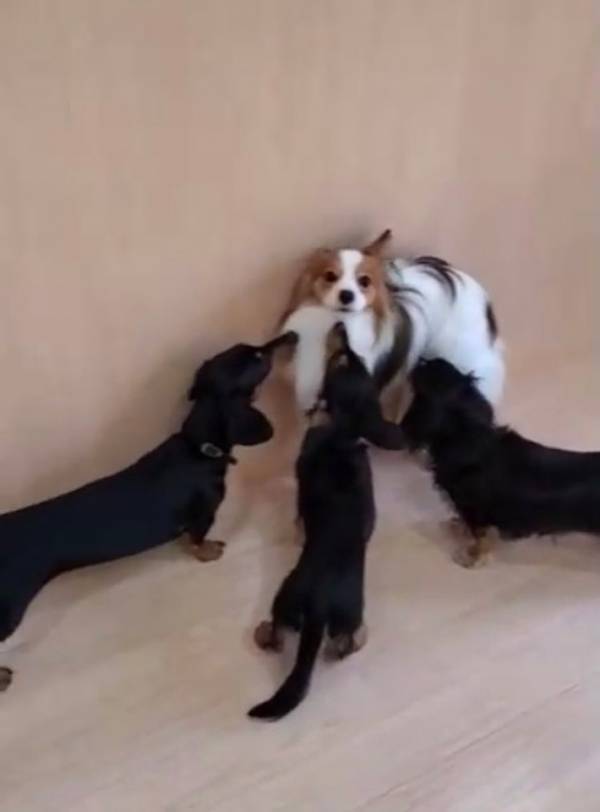 愛犬を『犬の幼稚園』に預けてみたら？　その様子に「笑った」「申し訳ないけど大好き」