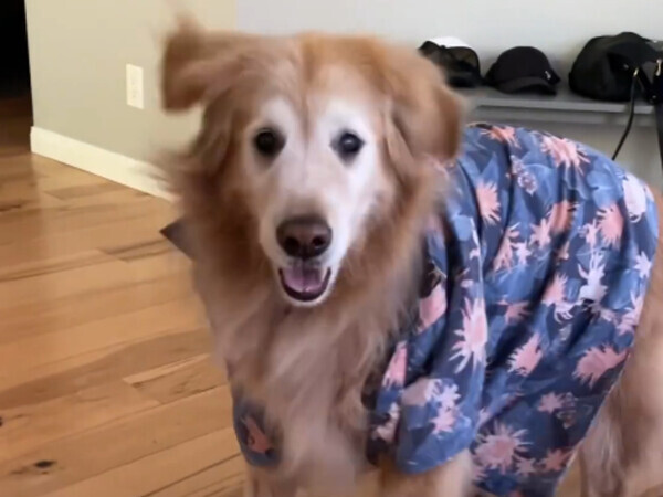 「もう夢中！」　犬の完璧なダンスに「何度見ても最高」「一番好き」