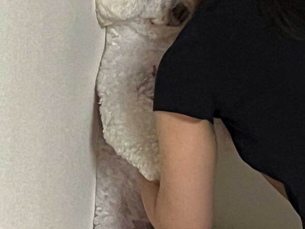 愛犬のまさかの姿に『２２万人』が爆笑！　「声出して笑った」「一体、何が…」