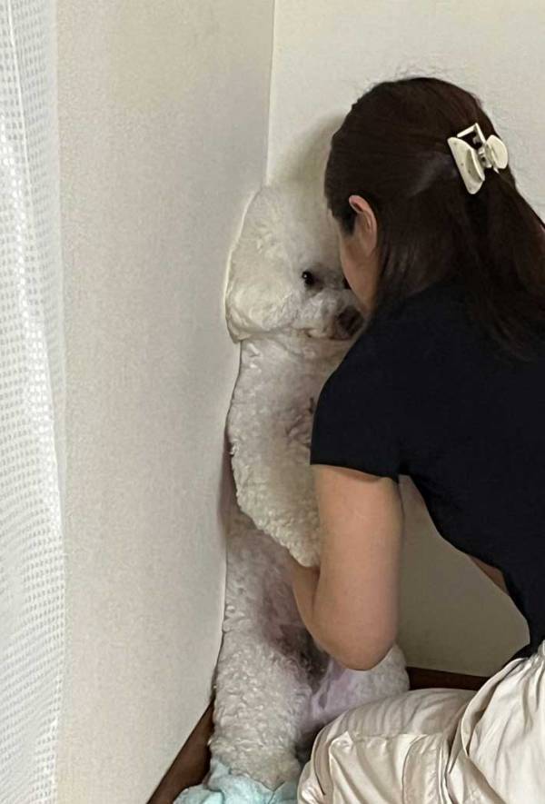 愛犬のまさかの姿に『２２万人』が爆笑！　「声出して笑った」「一体、何が…」