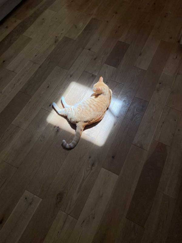 「とても素敵」「神々しい」　猫が寝る『お気に入り』の場所が？