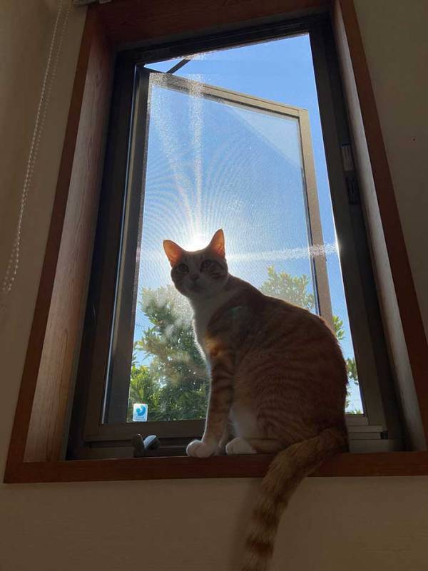 「とても素敵」「神々しい」　猫が寝る『お気に入り』の場所が？