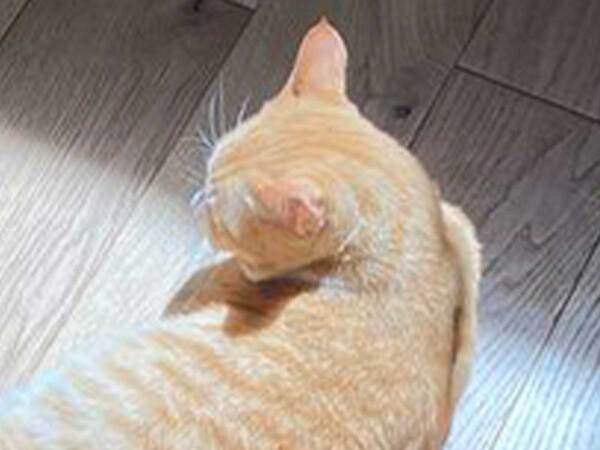 「とても素敵」「神々しい」　猫が寝る『お気に入り』の場所が？