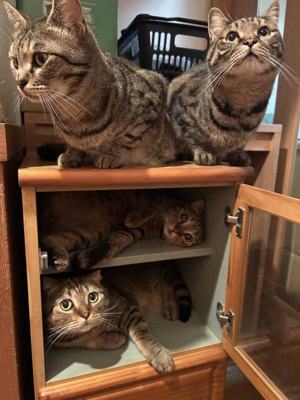 いつの間に？　猫がリラックスしていた場所に「コーヒー吹き出す」「大笑いした」