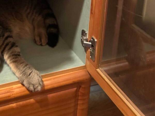 いつの間に？　猫がリラックスしていた場所に「コーヒー吹き出す」「大笑いした」