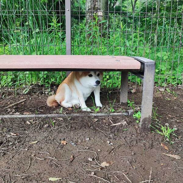柴犬がベンチの下に隠れた理由とは？　「完全にビビっている」「うちの犬も同じ」