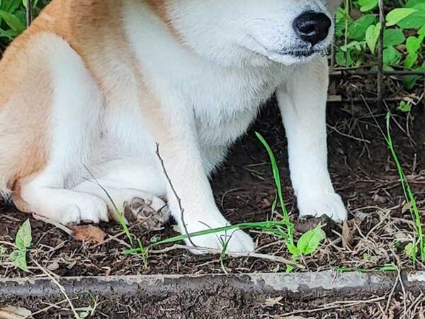 柴犬がベンチの下に隠れた理由とは？　「完全にビビっている」「うちの犬も同じ」