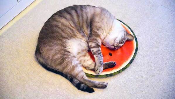 「なんか違う…」　クッションの使い方に「季節を感じてる？」