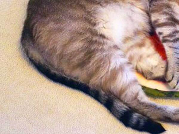 「なんか違う…」　クッションの使い方に「季節を感じてる？」