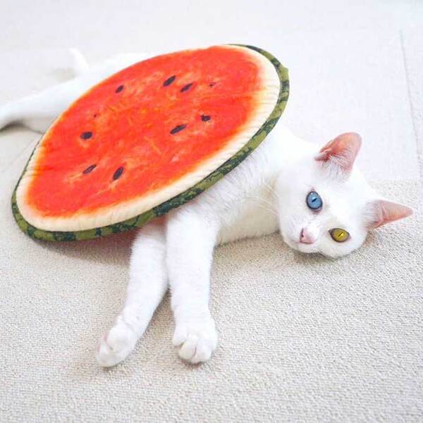 「なんか違う…」　クッションの使い方に「季節を感じてる？」