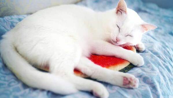 「なんか違う…」　クッションの使い方に「季節を感じてる？」