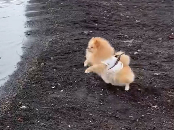 海辺ではしゃぐポメ　目の前にいたのは…「笑った」「好奇心旺盛すぎる」