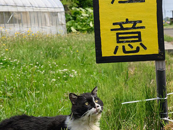 トマト農園で『ある看板』を見上げる猫　そこに書かれていたのは…