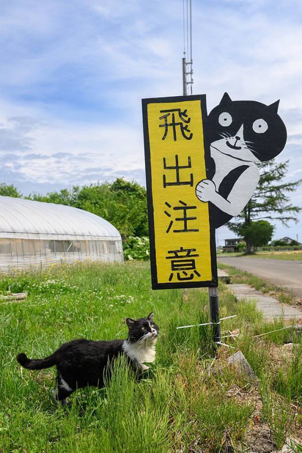 トマト農園で『ある看板』を見上げる猫　そこに書かれていたのは…
