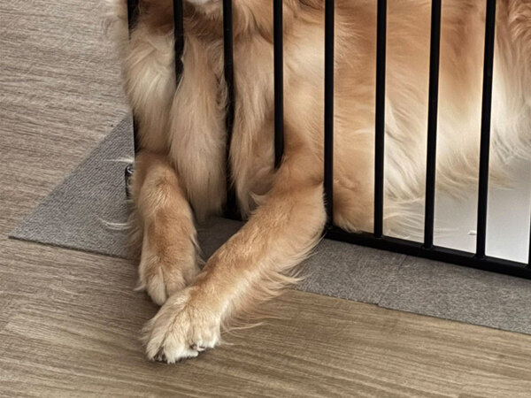 飼い主「何、その顔は？」　ケージにいた愛犬が…「吹いた」「かわいすぎる」