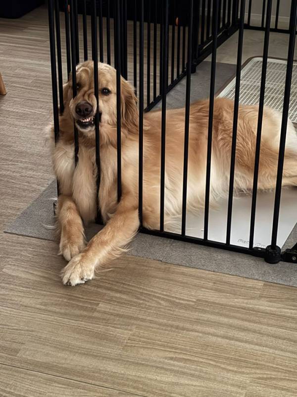 飼い主「何、その顔は？」　ケージにいた愛犬が…「吹いた」「かわいすぎる」