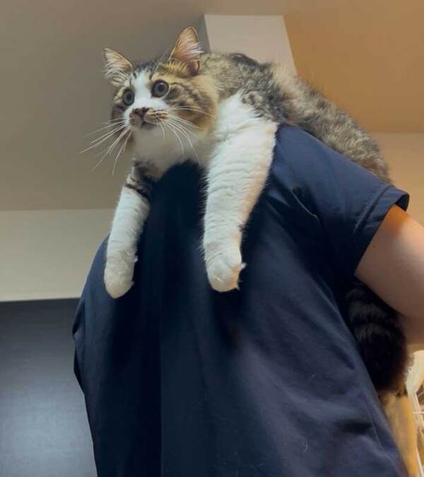 夫に抱っこされながら、テレビを見る猫　表情に「よほど気になるのね」「かわいい」