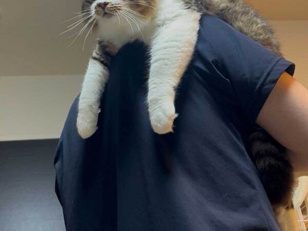 夫に抱っこされながら、テレビを見る猫　表情に「よほど気になるのね」「かわいい」