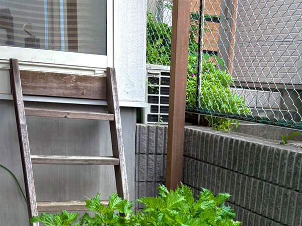 ２階で育てていたシソ　枯れたと思っていたが…「すごすぎる」「これは羨ましい」