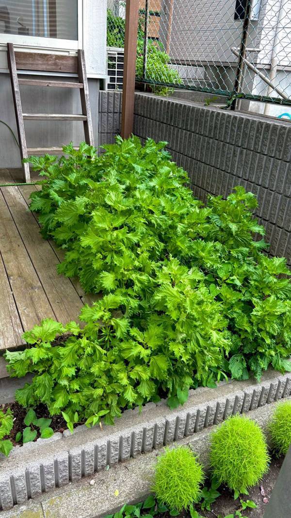 ２階で育てていたシソ　枯れたと思っていたが…「すごすぎる」「これは羨ましい」