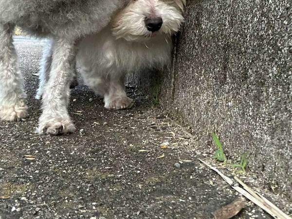 壁際を歩く犬に、もう１匹がじわじわと『幅寄せ』　写真に「笑った」「頑張れ～」