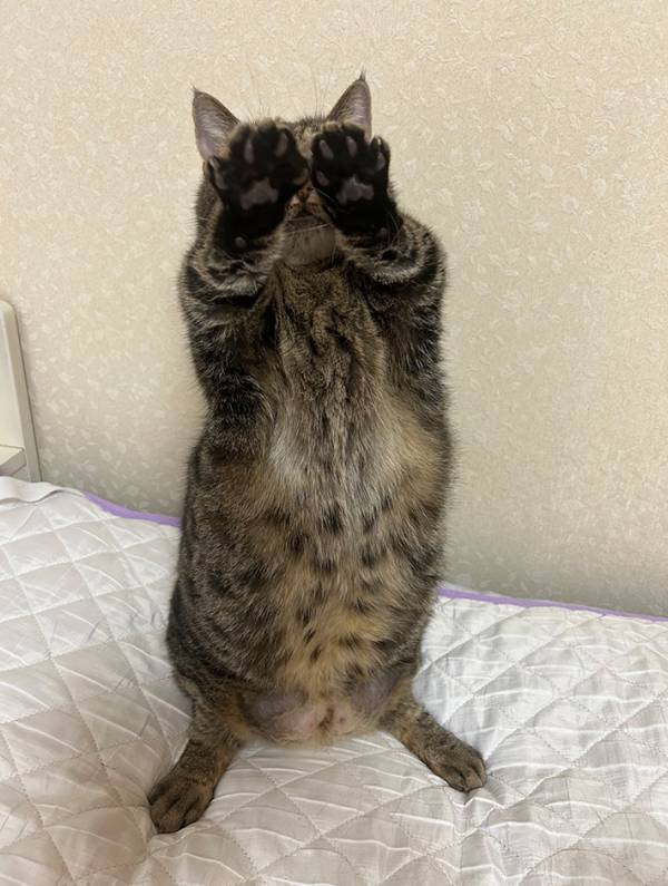 猫「事務所を通してください」　１枚に「笑っちゃった」「芸能人だったのね」