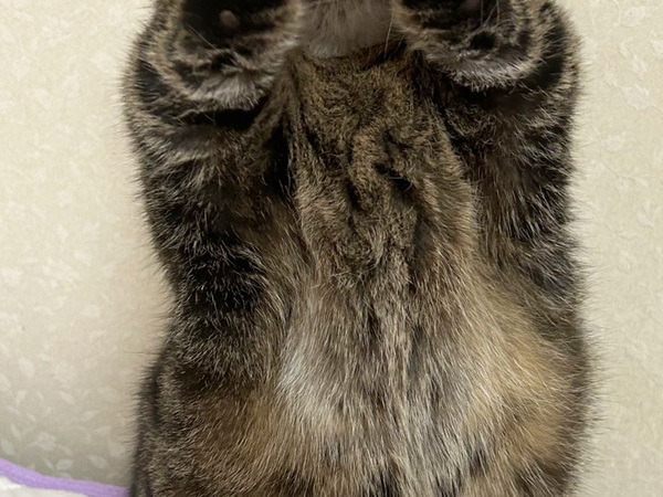 猫「事務所を通してください」　１枚に「笑っちゃった」「芸能人だったのね」