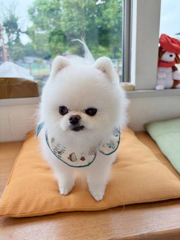 飼い主「ごめんよ」　トリミング後のお迎えが、遅くなってしまい？「笑った」「舌打ちしてそう」