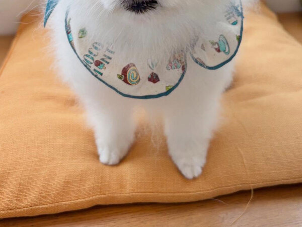 飼い主「ごめんよ」　トリミング後のお迎えが、遅くなってしまい？「笑った」「舌打ちしてそう」