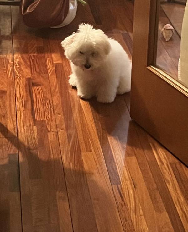 飼い主が帰宅すると…　出迎えた愛犬の表情に「笑った」「かわいすぎる」