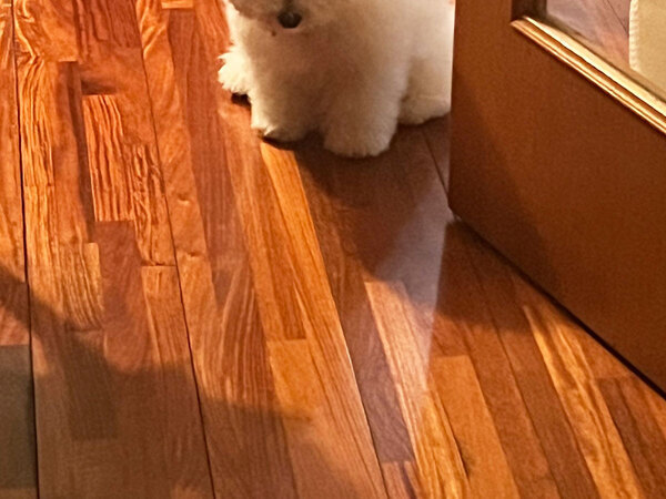 飼い主が帰宅すると…　出迎えた愛犬の表情に「笑った」「かわいすぎる」