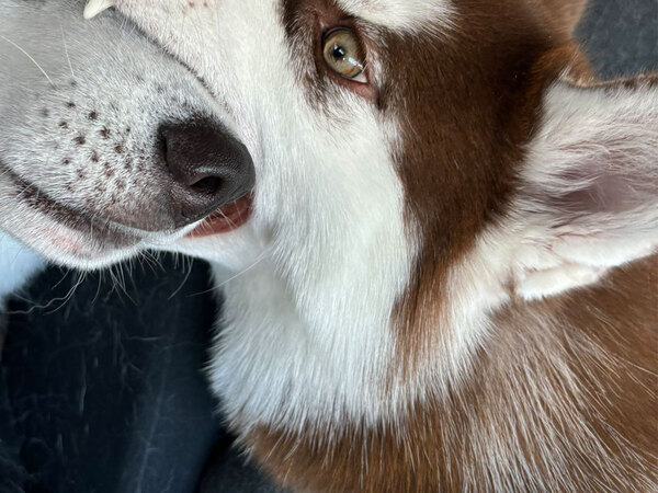 ２匹のハスキーの写真に、３４万人が爆笑　その理由に「何回見ても笑う」「カオスすぎる」