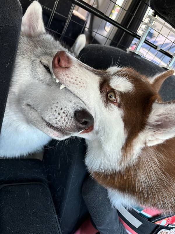 ２匹のハスキーの写真に、３４万人が爆笑　その理由に「何回見ても笑う」「カオスすぎる」