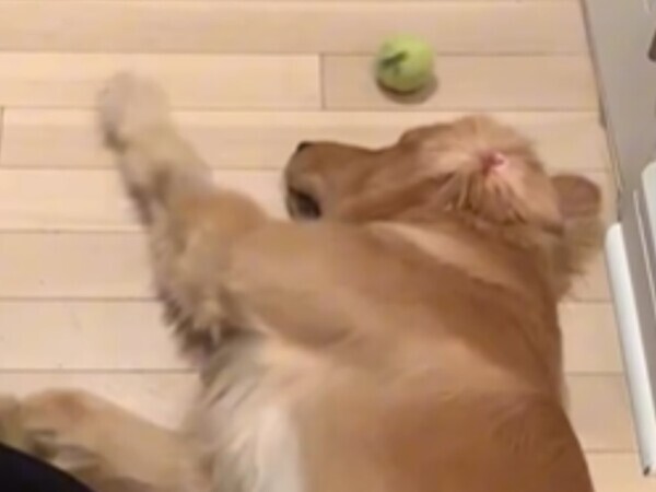 「史上最速だ」「笑った」　飼い主と『ボールを取ってこい』遊びをする犬が？