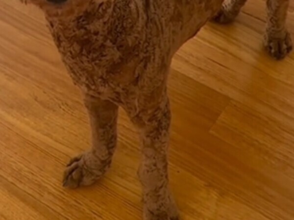 「テディベア風で」とお願いした結果？　トリミング後の犬の姿がコチラ