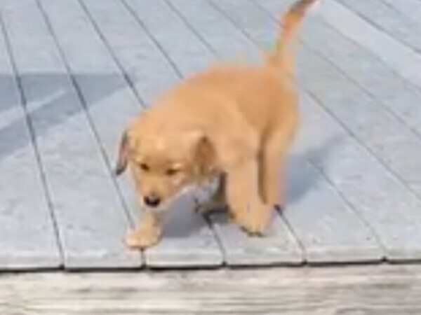 階段を下りようと挑戦した子犬が？　「１０分間笑い続けた」「賢い子だ」