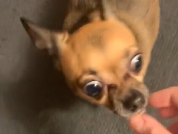 早くオヤツが欲しいチワワ　「お座り」といわれて？「天才だ」「爆笑した」