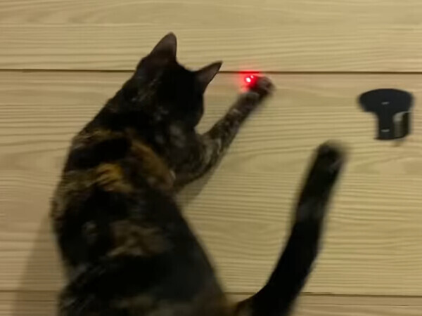 猫と遊んでると思いきや？　飼い主の『アイディア』に「爆笑した」「頭がいい」